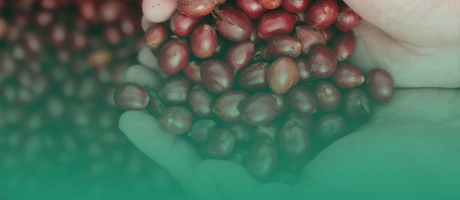 Foto de uma pessoa segurando grãos de café.