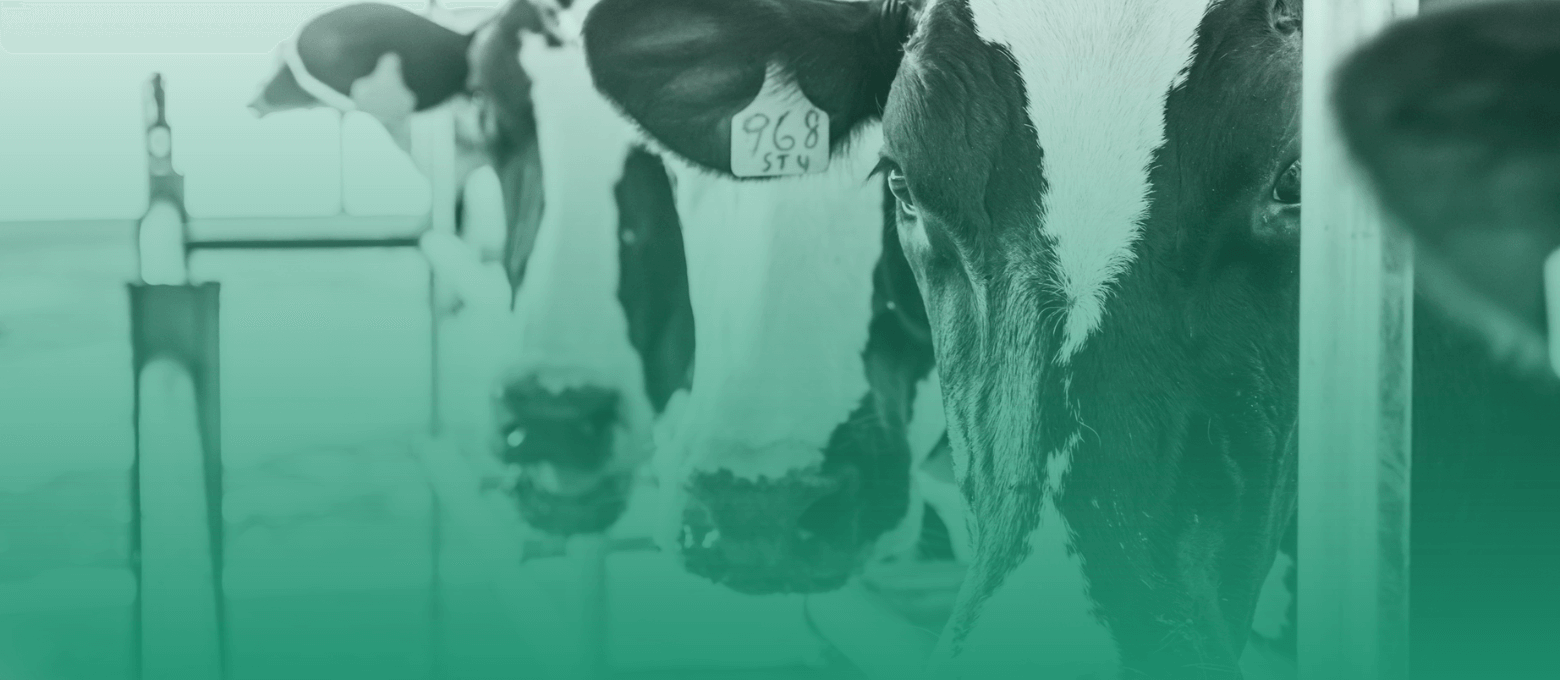 Vacas leiteiras confinadas.
