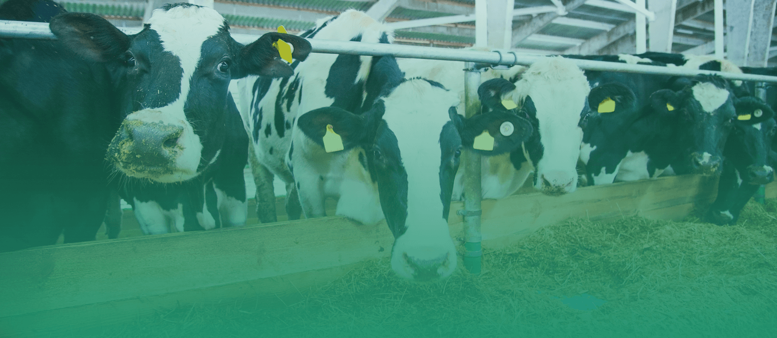 Vacas leiteiras comendo no cocho.