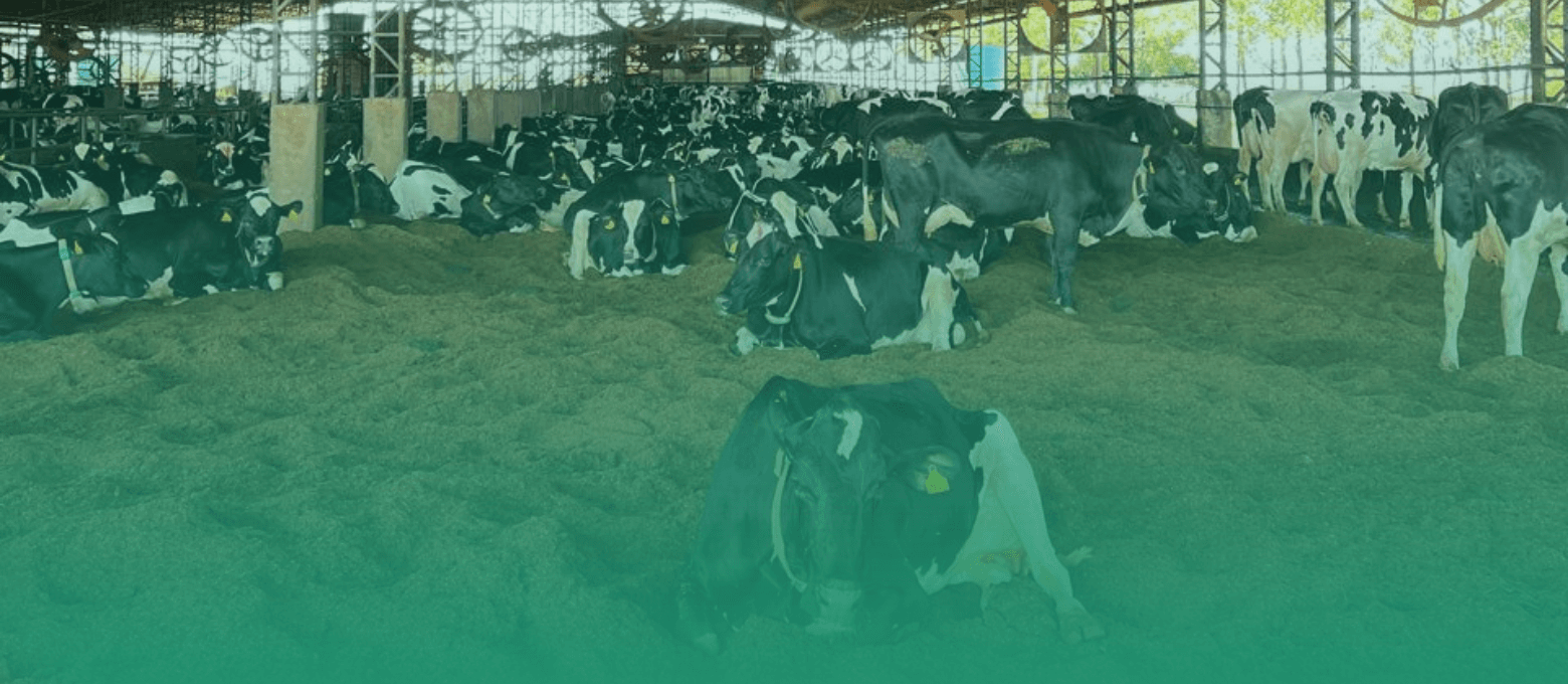 Vaca leiteira descansando em um Compost Barn.