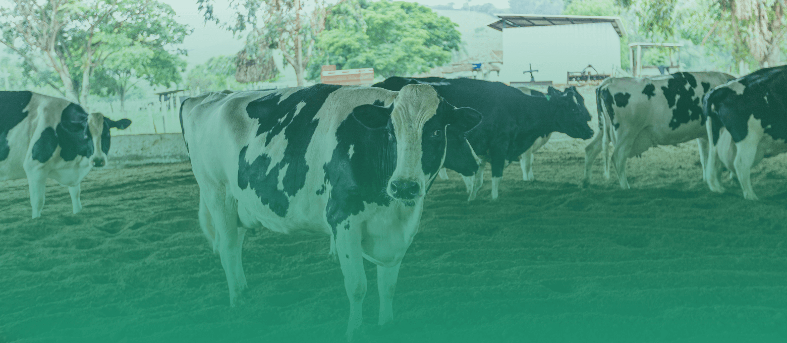 Vacas leiteiras em um Compost Barn.