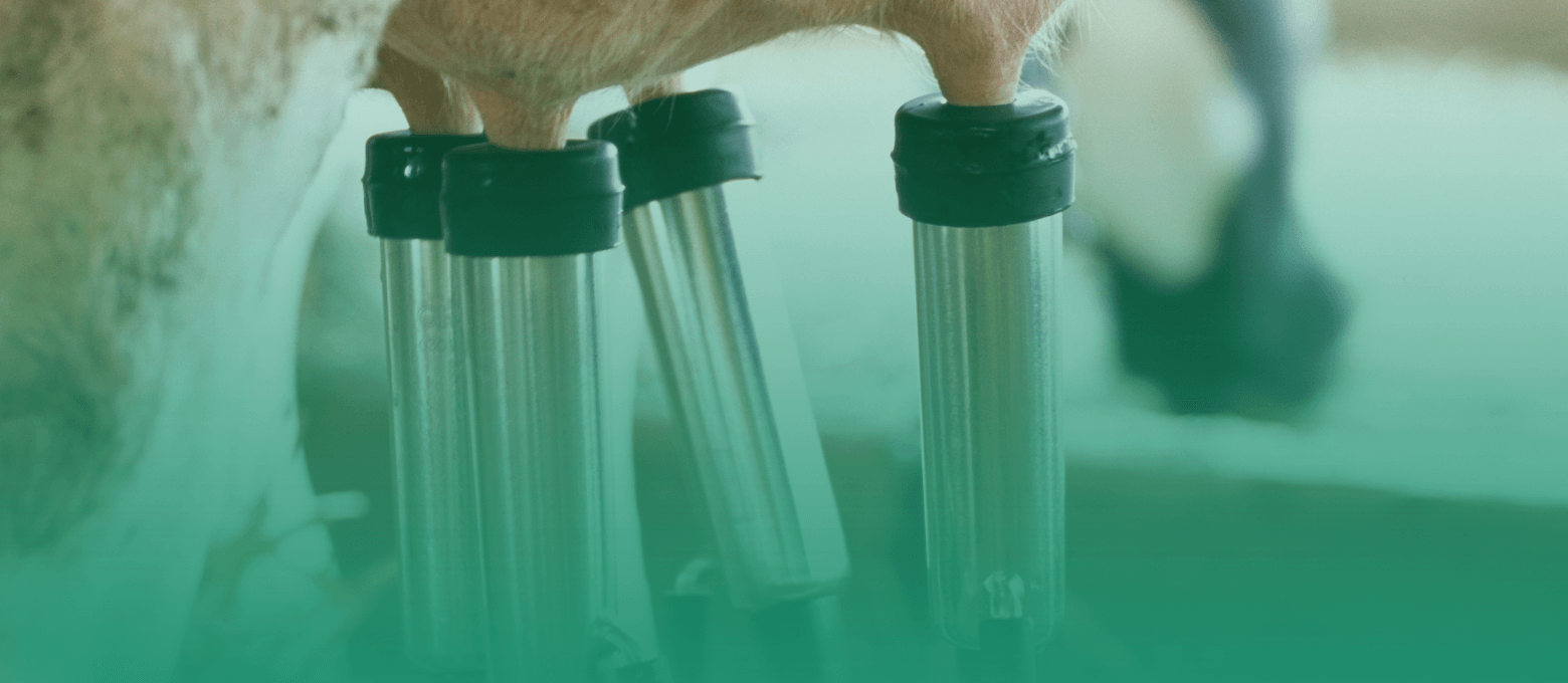 Úbere de vaca de leite sendo ordenhado mecanicamente.