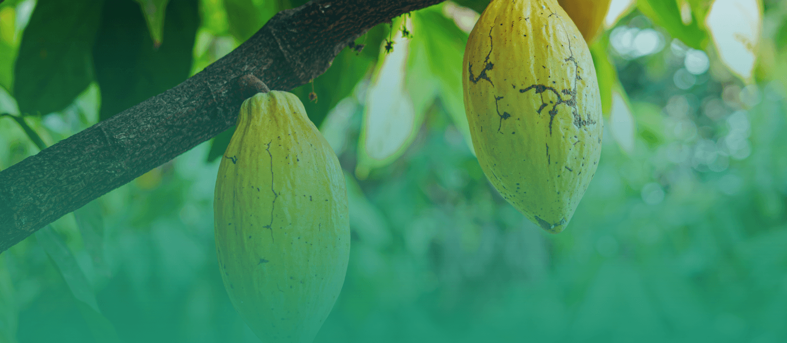 Cacauicultura