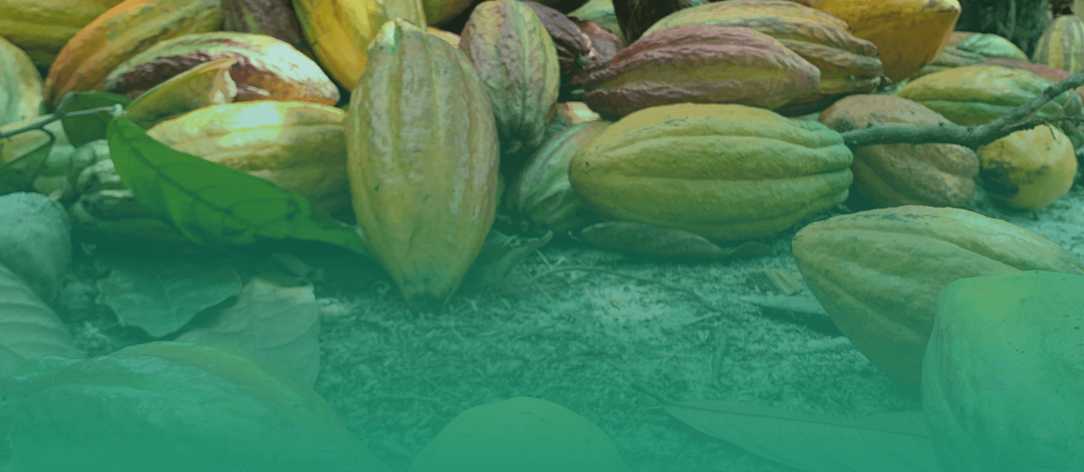 Frutos de cacau
