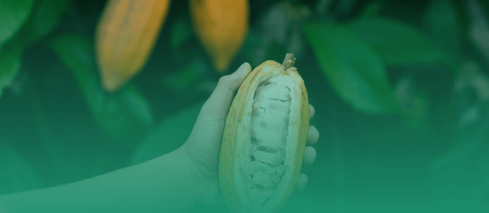 Homem segurando um cacau.