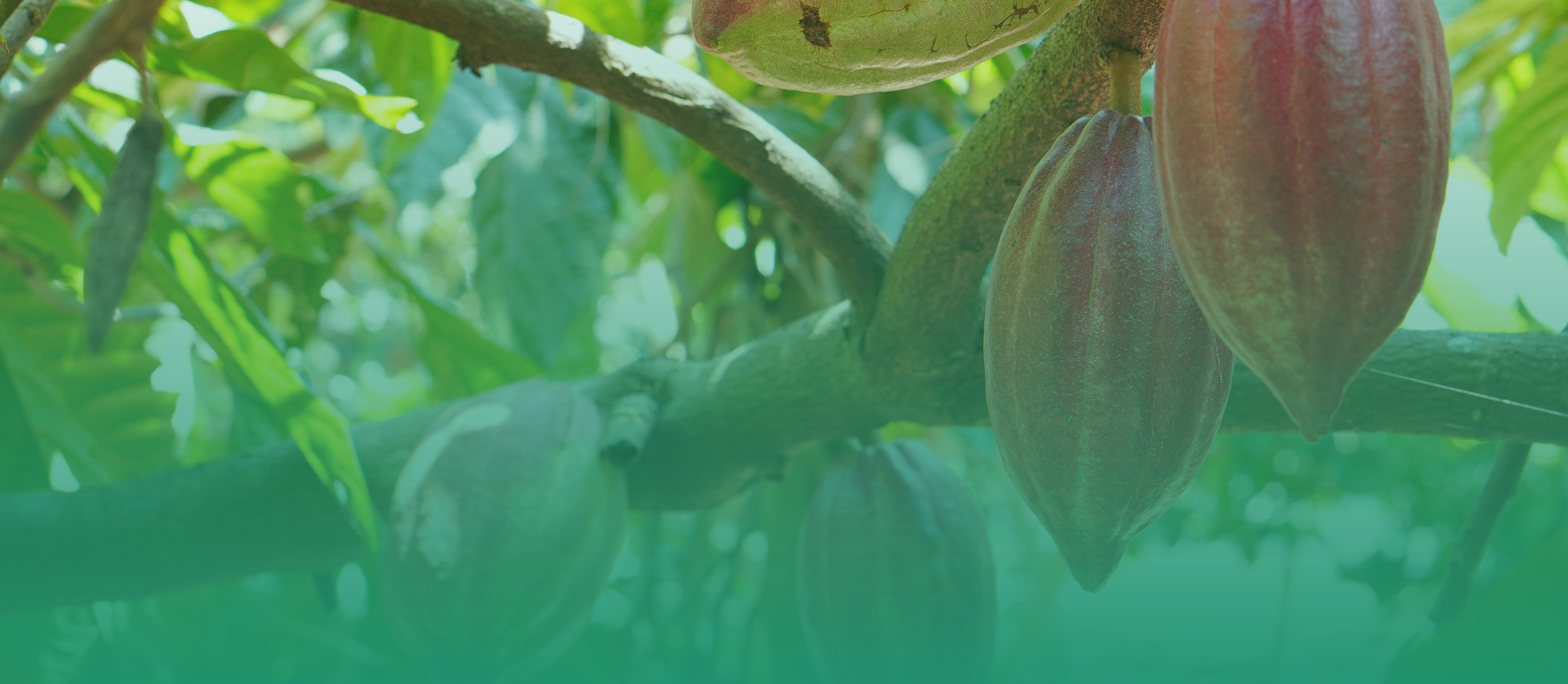Lavoura de cacau