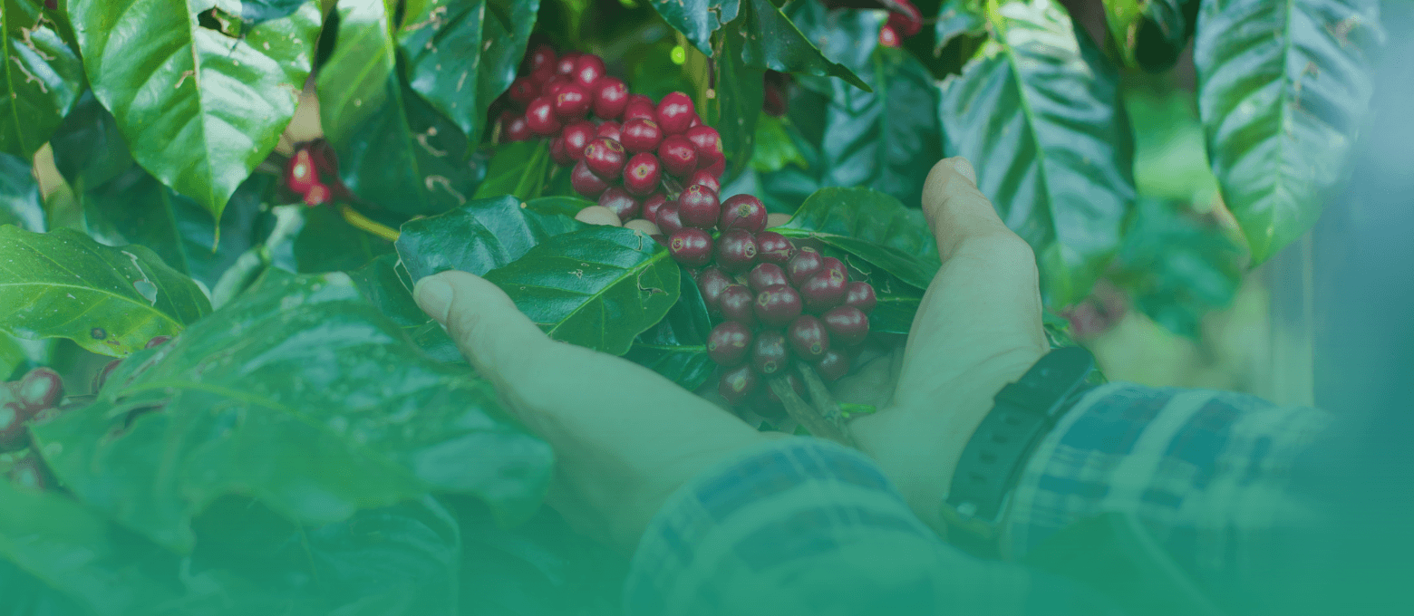 Homem cuidando de uma lavoura de café